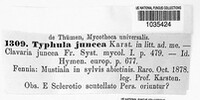 Typhula juncea image